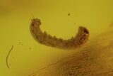 Detailed Fossil Fly (Diptera) & Butterfly Larva In Baltic Amber #50640-2